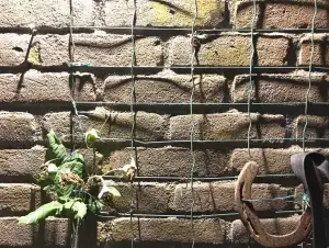 Tom 01 Muur met relief